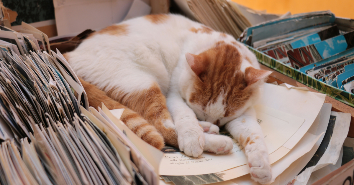 PCS Pet Paperwork: What to Get and When