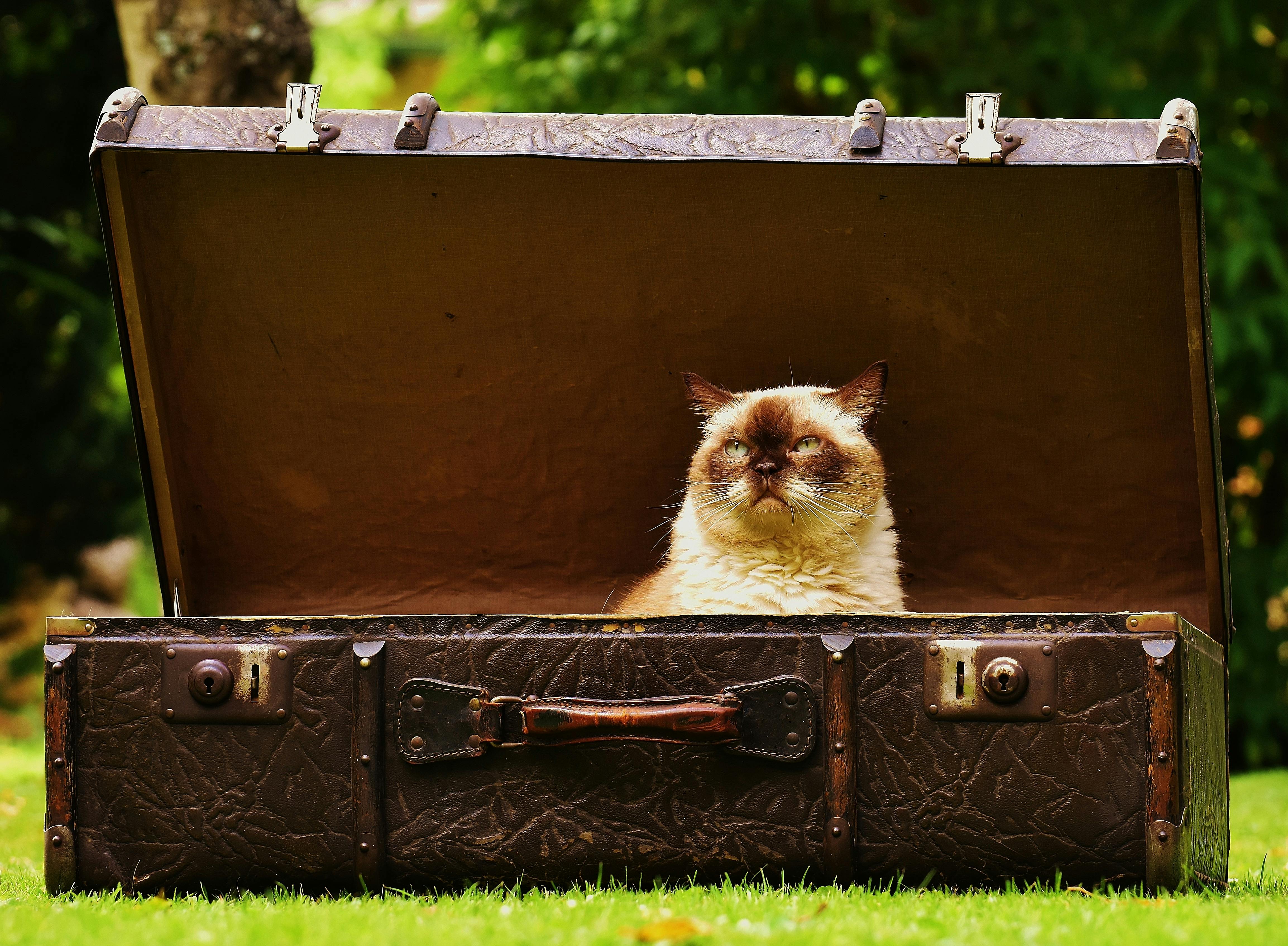 A Persian cat sitting in an open suitcase ask its humans really? Is it time to PCS again?