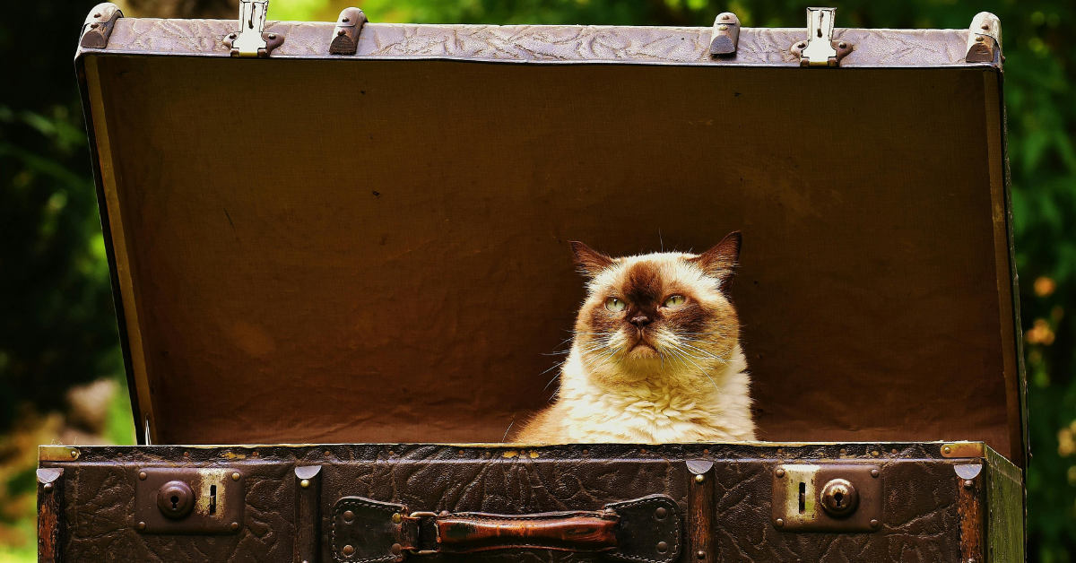 PCSing With Pets: The Complete Guide