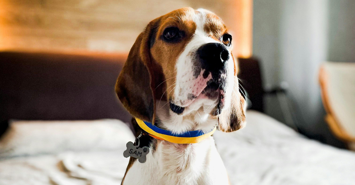 Pet-Friendly Hotels for PCS Travel: What to Know Before You Book